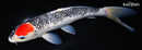 10.75" GINRIN GOSHIKI
