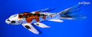 9" GINRIN KUJAKU BUTTERFLY