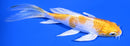5.5" HARIWAKE BUTTERFLY