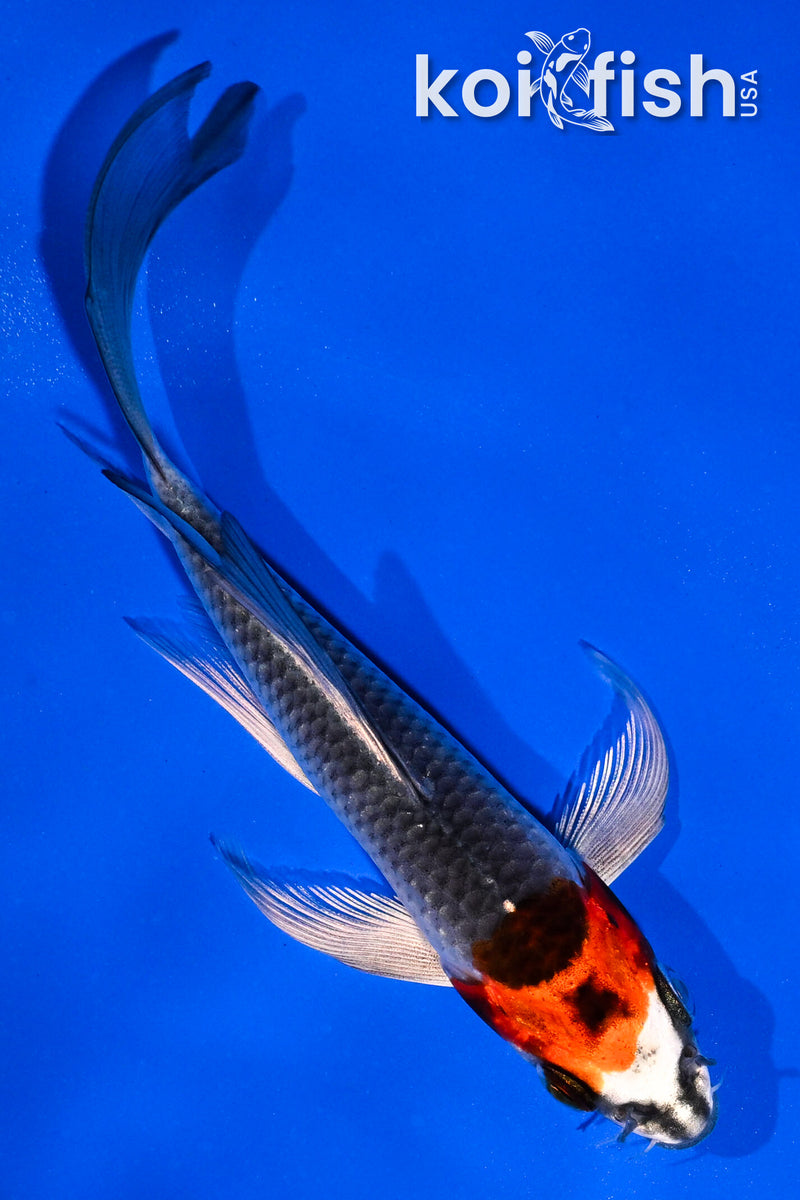 5" BENI GINGA BUTTERFLY