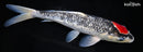 10.75" GINRIN GOSHIKI