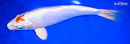 9.75" KIKUSUI