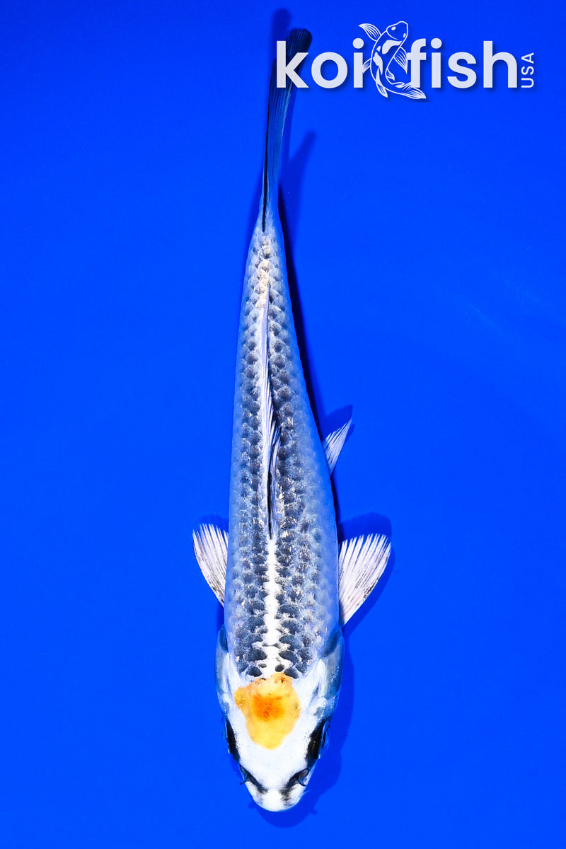 Koi Fish for Sale | Buy Koi Online | Koi Fish USA – Page 13
