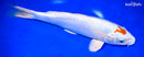 9.75" KIKUSUI