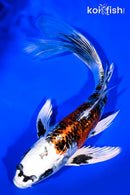 9" GINRIN KUJAKU BUTTERFLY