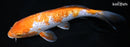 9.5" GINRIN OCHIBA SHIGURE
