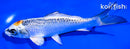 6.5" TANCHO KUJAKU