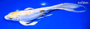 9.75" DOITSU LEMON HARIWAKE BUTTERFLY