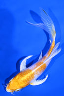 5.5" HARIWAKE BUTTERFLY