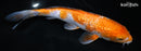 9.5" GINRIN OCHIBA SHIGURE