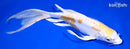 9.75" DOITSU LEMON HARIWAKE BUTTERFLY