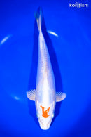 9.75" KIKUSUI