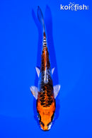 5.5" BENI KIKOKURYU