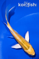 5" KI MATSUBA BUTTERFLY