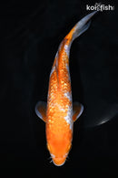 9.5" GINRIN OCHIBA SHIGURE