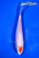 7" KOHAKU