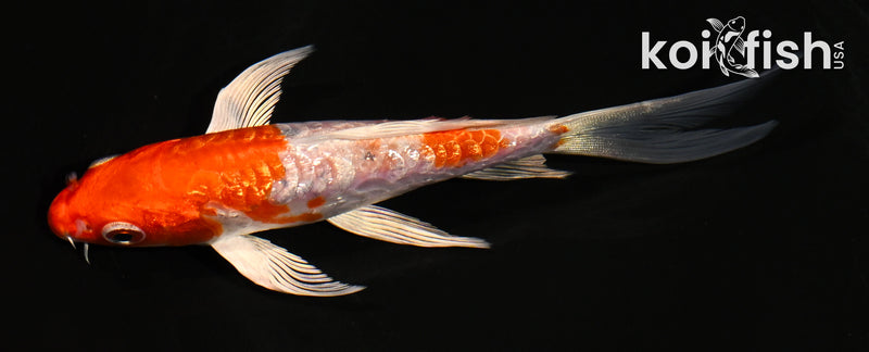 5.5" GINRIN ARAGOKE HEEISEI NISHIKI BUTTERFLY