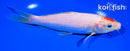 7" KOHAKU