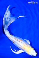 9.75" DOITSU LEMON HARIWAKE BUTTERFLY