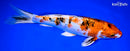 9.5" YAMATO NISHIKI