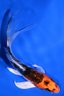 4.75" ARAGOKE BENI KIKOKURYU BUTTERFLY