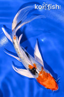 6.5" YAMATO NISHIKI BUTTERFLY