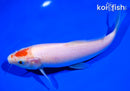 7" KOHAKU