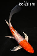 5.5" GINRIN ARAGOKE HEEISEI NISHIKI BUTTERFLY