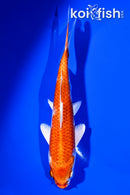 6.25" HARIWAKE