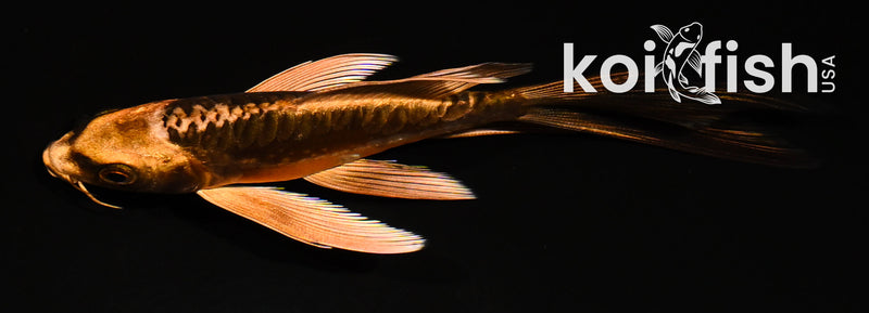 5" ARAGOKE BENI KIKOKURYU BUTTERFLY