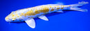 9.5" DOITSU LEMON HARIWAKE