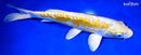 9.5" DOITSU LEMON HARIWAKE