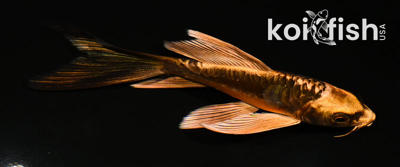 5" ARAGOKE BENI KIKOKURYU BUTTERFLY