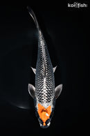 11.75" BENI GINGA