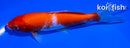 6.5" KOHAKU