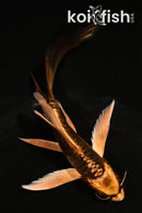 5" ARAGOKE BENI KIKOKURYU BUTTERFLY