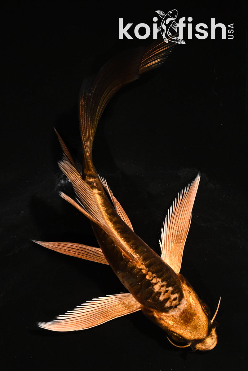 5" ARAGOKE BENI KIKOKURYU BUTTERFLY