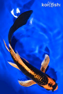 6.75" ORENJI MATSUBA BUTTERFLY