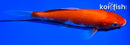 6.5" KOHAKU