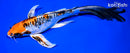 9.75" DOITSU KUJAKU BUTTERFLY
