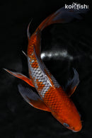8.5" OCHIBA SHIGURE BUTTERFLY