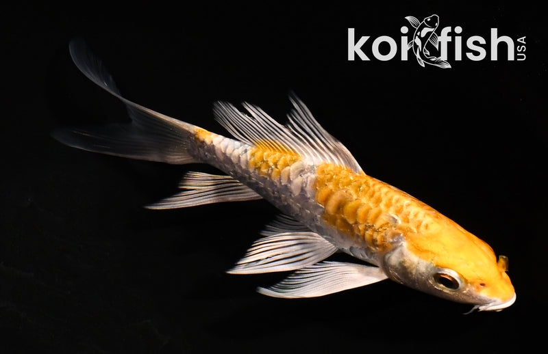 5" ARAGOKE HARIWAKE BUTTERFLY