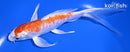6.75" KIKUSUI BUTTERFLY