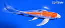 6.75" KIKUSUI BUTTERFLY