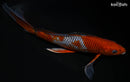 8.5" OCHIBA SHIGURE BUTTERFLY
