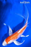 6.75" KIKUSUI BUTTERFLY