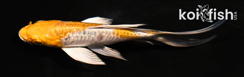5" ARAGOKE HARIWAKE BUTTERFLY