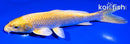 7.25" YAMABUKI OGON