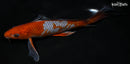 8.5" OCHIBA SHIGURE BUTTERFLY