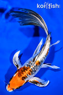 9.75" DOITSU KUJAKU BUTTERFLY